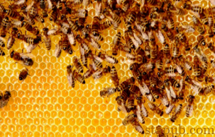 一年卖1.97万亿的丰田,秘密藏在两盏灯里 一年卖1.97万亿的丰田,秘密藏在两盏灯里