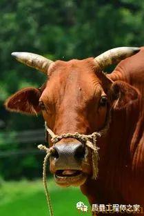 深度：领导是喜欢有执行力的人还是有能力的下属？